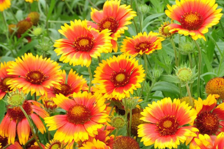 天人菊的养殖方法和注意些什么