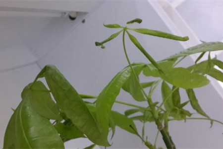 发财树叶子下垂能恢复吗
