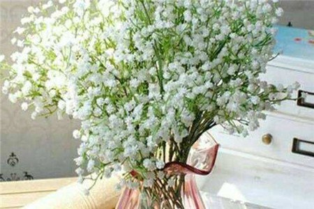 满天星可以随便送人吗，花语是啥含义？