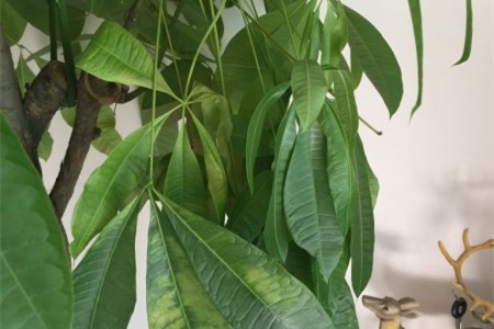 发财树叶子打蔫没精神解决办法
