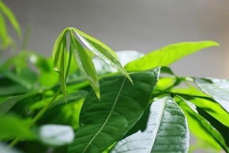 发财树嫩芽发黑原因，怎么补救？