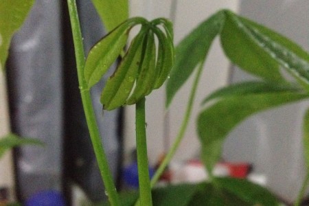 发财树嫩芽发黑原因，怎么补救？