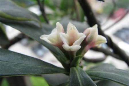 金边瑞香1年开几次花，有什么养殖小窍门？