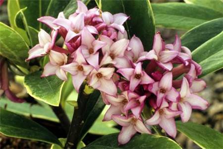 瑞香花期可以施肥吗，花期多长？