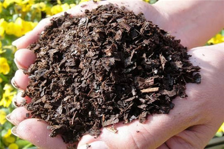 鹅掌柴怎么种植，可以放在客厅吗？