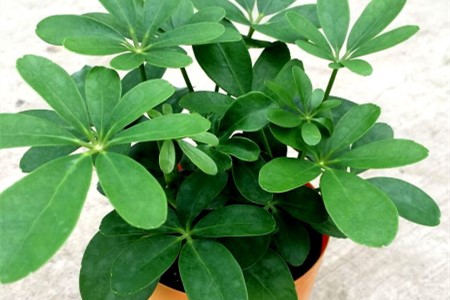 鹅掌柴怎么种植长得快，怎么修剪丰满？