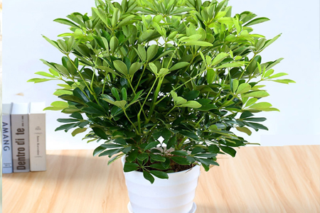 鹅掌柴怎么种植长得快，怎么修剪丰满？