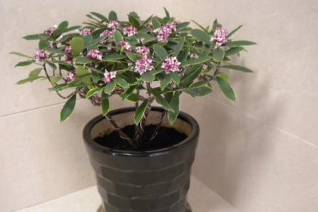 瑞香几月可换盆，换盆需要及时浇水吗？