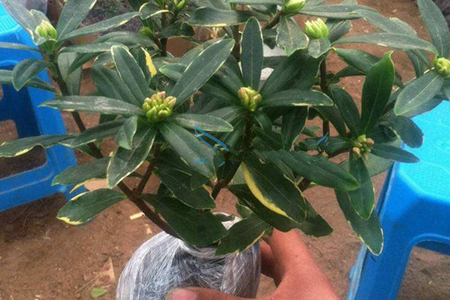 瑞香几月可换盆，换盆需要及时浇水吗？