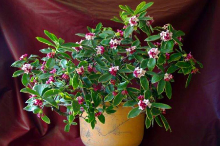 瑞香几月可换盆，换盆需要及时浇水吗？