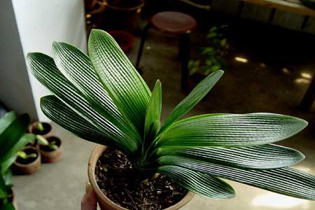 君子兰为什么那么贵