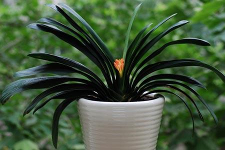 君子兰为什么那么贵