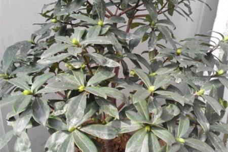 瑞香什么季节长花苞，怎么区分花苞与芽？