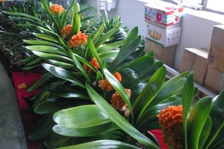 君子兰为什么那么贵