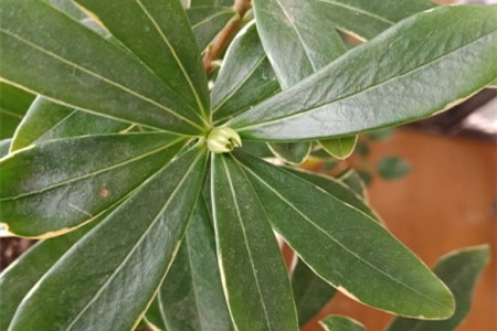 瑞香什么季节长花苞，怎么区分花苞与芽？