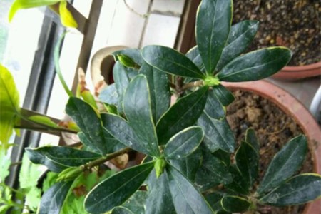 瑞香什么季节长花苞，怎么区分花苞与芽？