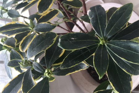 瑞香什么季节长花苞，怎么区分花苞与芽？