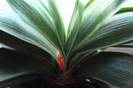 君子兰为什么夹箭