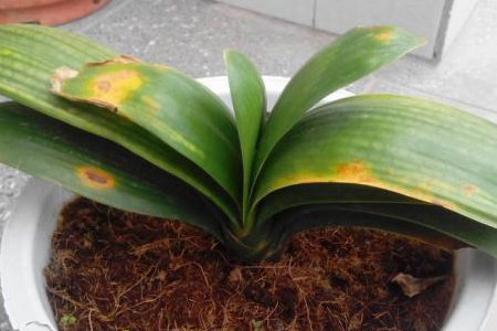 君子兰为什么黄叶子