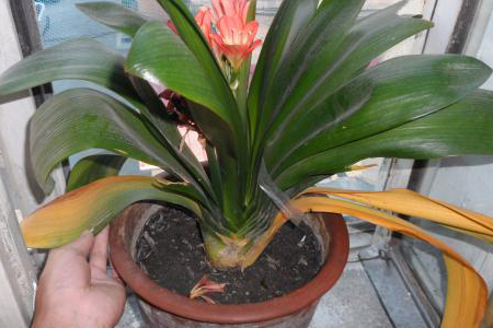 君子兰为什么黄叶子