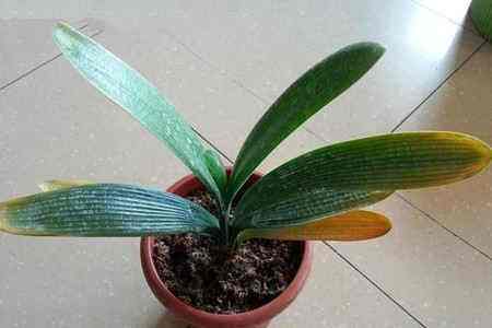 君子兰为什么黄叶子