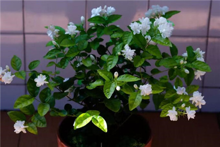 茉莉为什么长藤