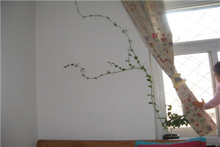 茉莉为什么长藤