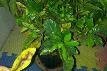 栀子花为什么黄叶