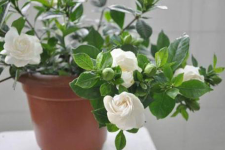 栀子花为什么黄叶