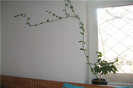 茉莉为什么长藤