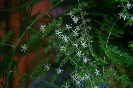 文竹为什么不开花