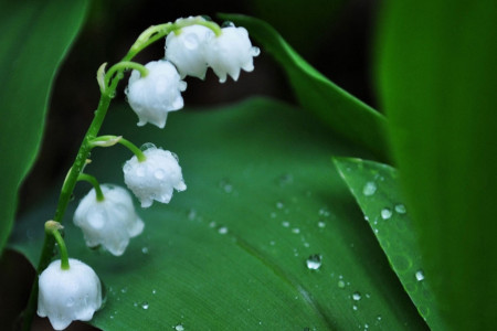 铃兰为什么不开花