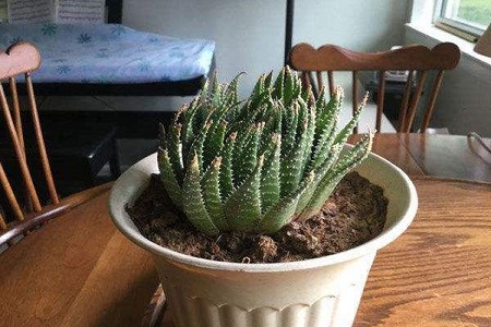 绫锦芦荟怎么种植