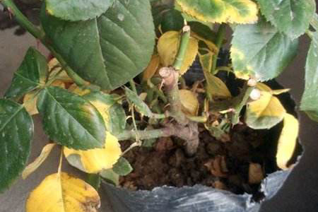 月季为什么掉叶子