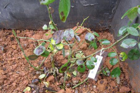 月季为什么掉叶子