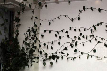 心叶藤放在客厅好吗,放办公室可以吗?