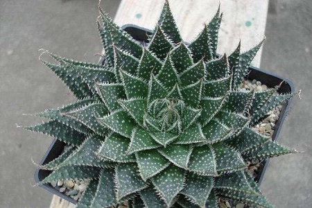 绫锦芦荟怎么种植