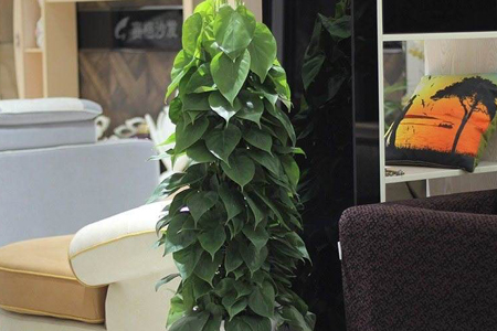 心叶藤放在客厅好吗,放办公室可以吗?