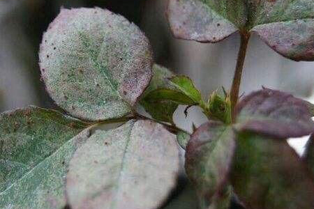 月季为什么会长红蜘蛛