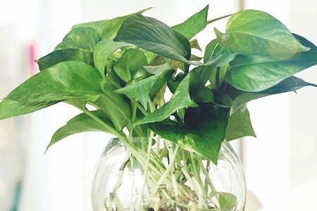 秋冬季节怎么水培绿萝（附水培绿萝营养液自制方法）
