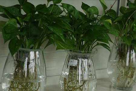 秋冬季节怎么水培绿萝（附水培绿萝营养液自制方法）