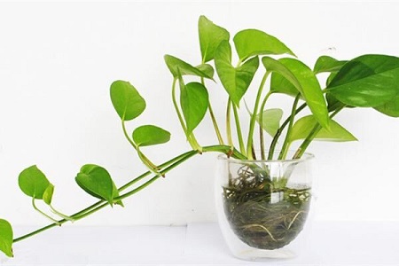 秋冬季节怎么水培绿萝（附水培绿萝营养液自制方法）