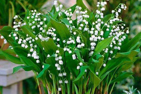 铃兰花束为什么贵