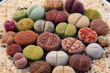 生石花春天怎么种植