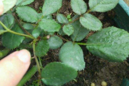 月季为什么会有盲芽