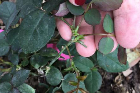 月季为什么会有盲芽