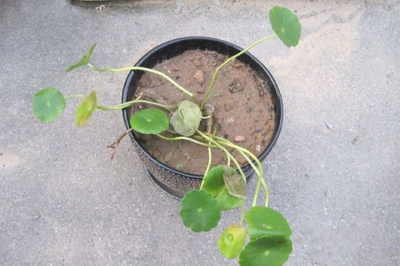 铜钱草为什么长不高