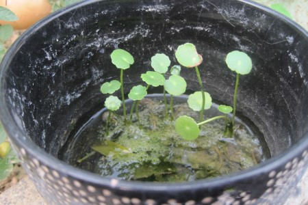 铜钱草为什么长不高