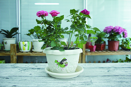 月季为什么不开花