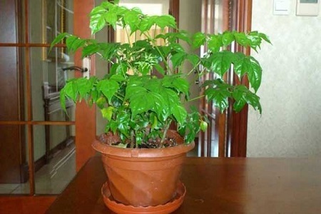 幸福树怎么种植